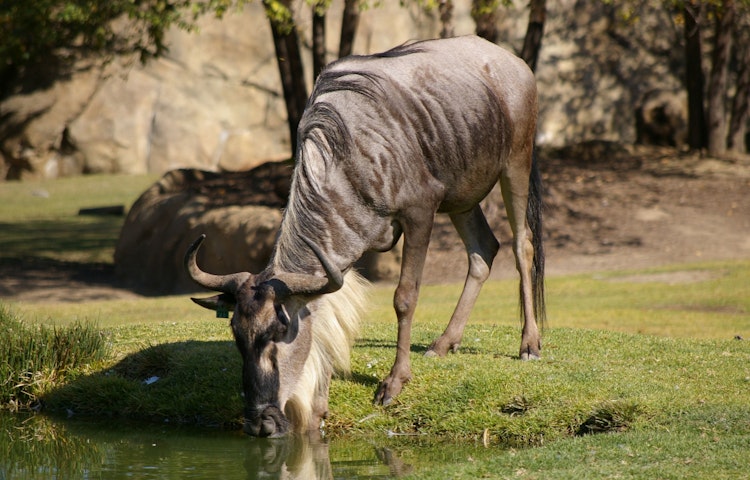Photo of Wildebeest