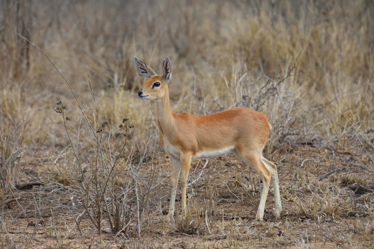 Photo of Steenbok
