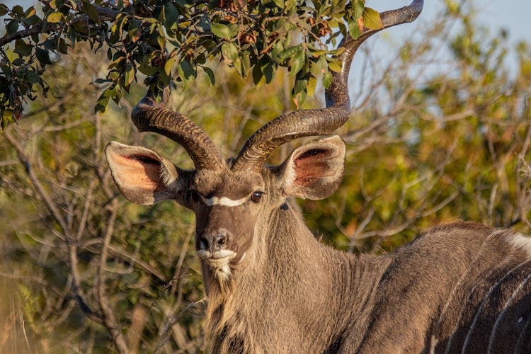 Photo of Kudu