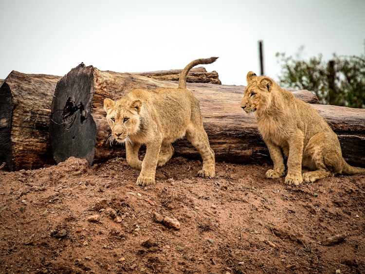 Photo of Lions