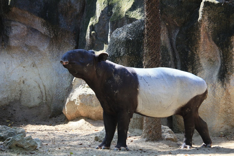 Photo of Tapir