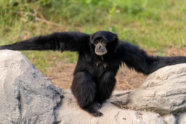 Photo of Siamang