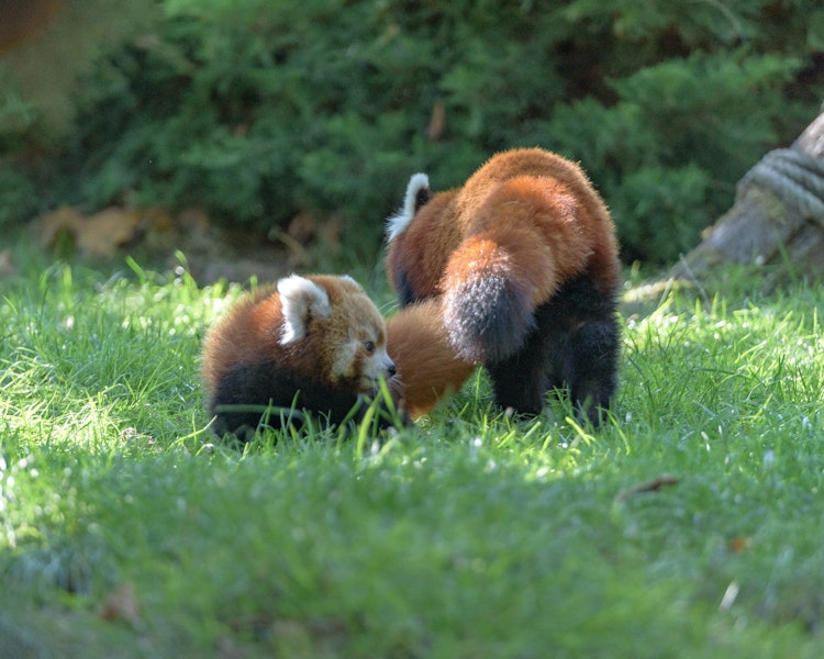 Photo of Red Pandas