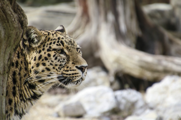 Photo of Snow Leopards