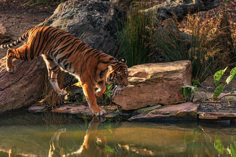 Photo of Tigers