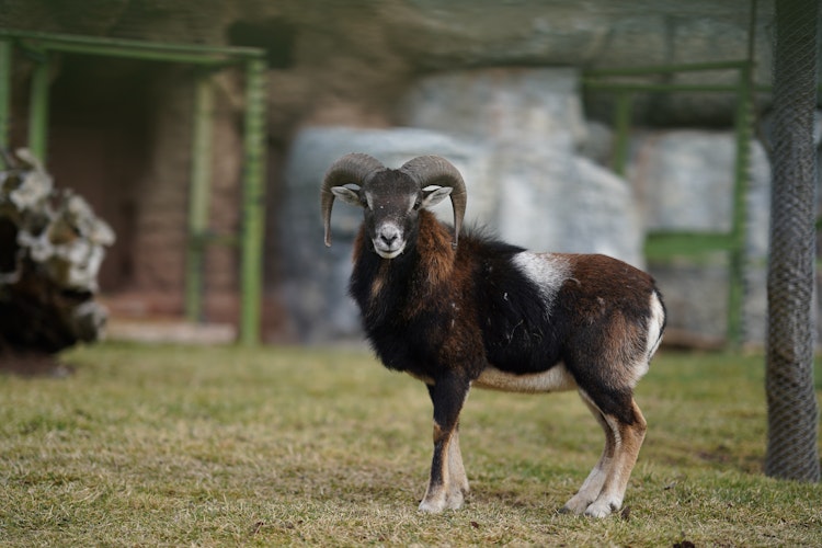 Photo of Bighorn Sheep