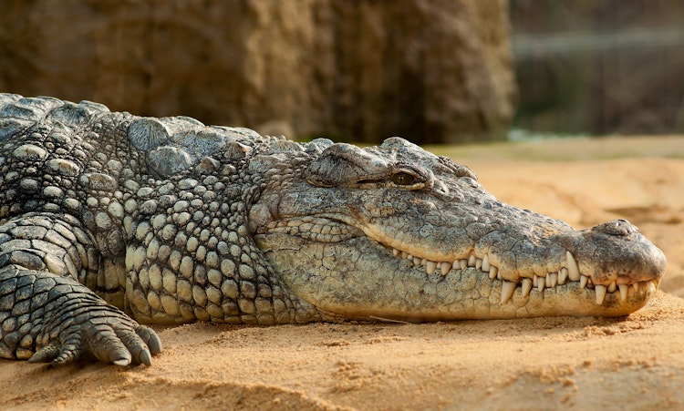 Photo of Crocodiles