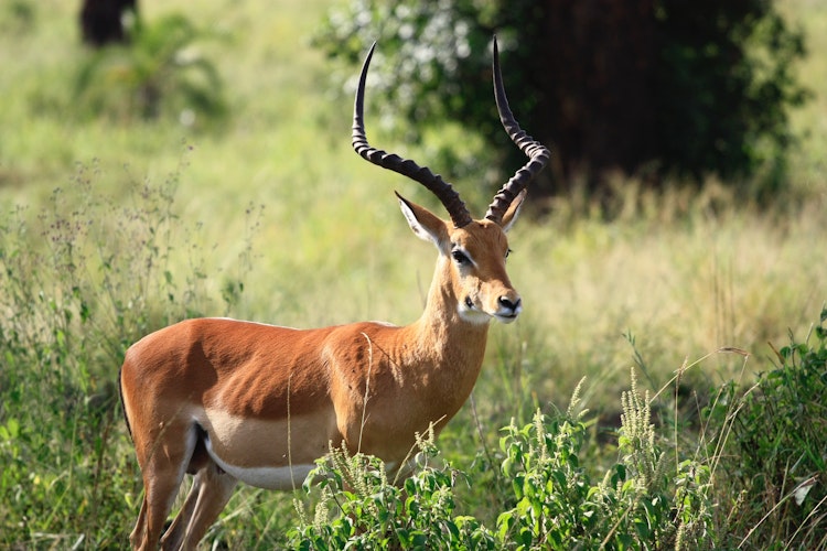 Photo of Impala