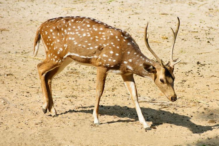 Photo of Deer