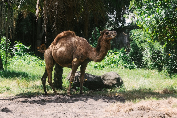 Photo of Camel