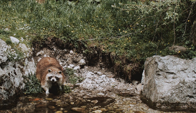 Photo of Raccoon