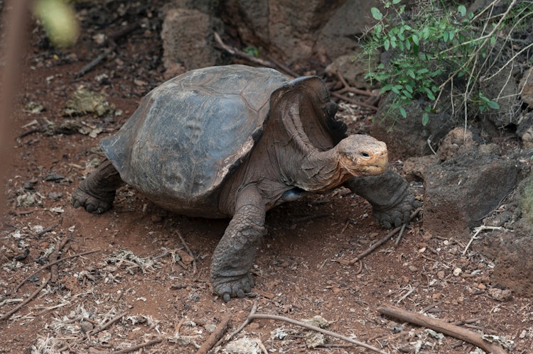 Photo of Giant Tortoise