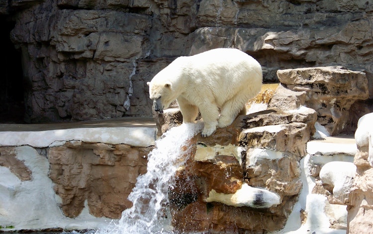 Photo of Polar Bears