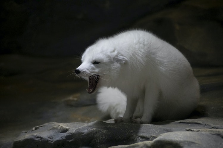 Photo of Arctic Fox