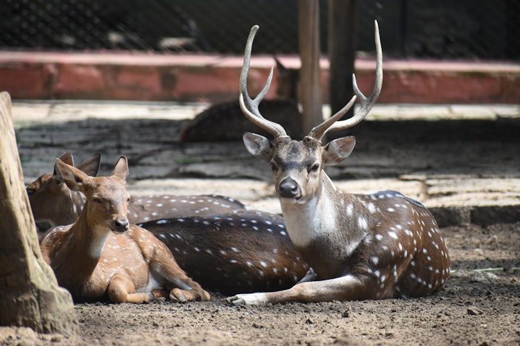 Photo of Reindeer