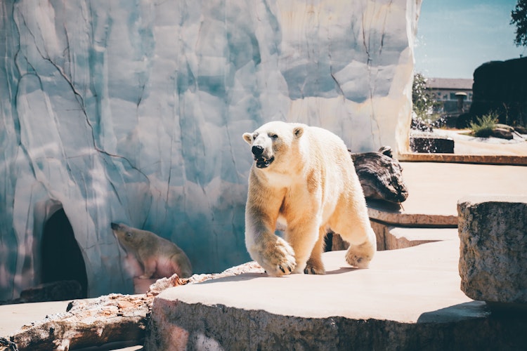 Photo of Arctic Corner