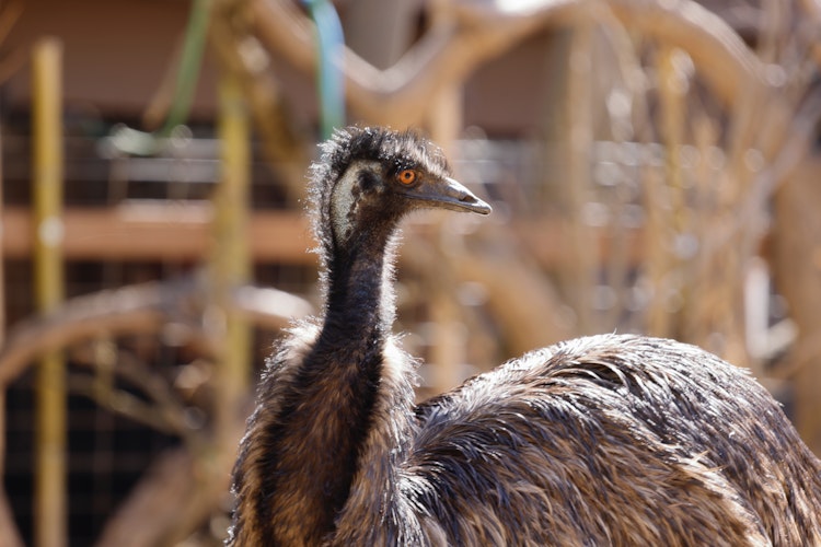 Photo of Emu