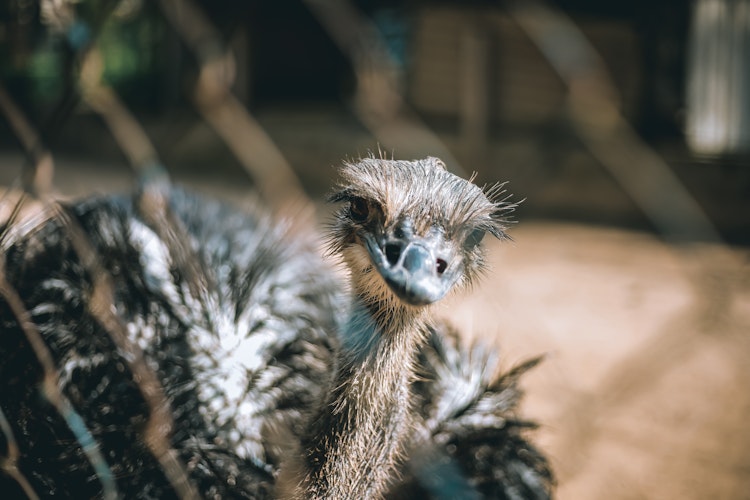 Photo of Ostrich
