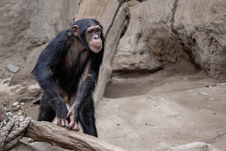 Photo of Chimpanzee