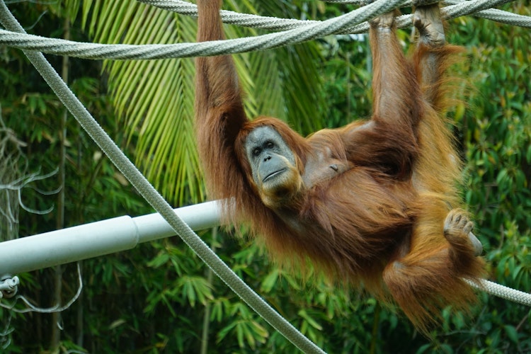 Photo of Orangutan
