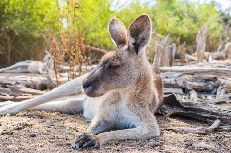 Photo of Kangaroo