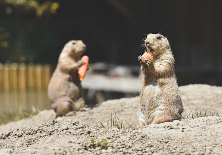 Photo of Prairie Dogs