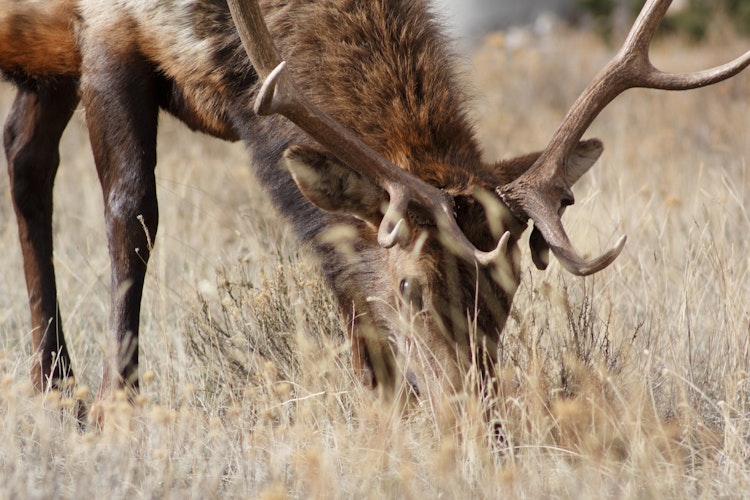 Photo of Elk