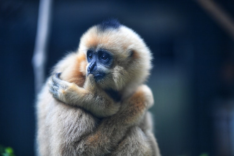 Photo of Gibbon