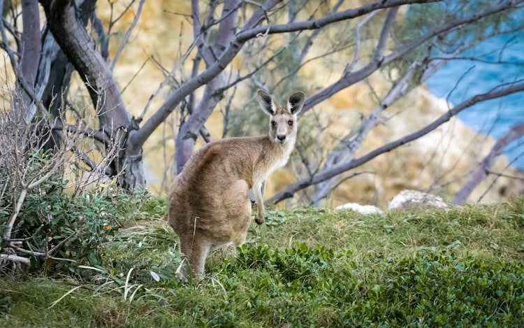 Photo of Wallaroo