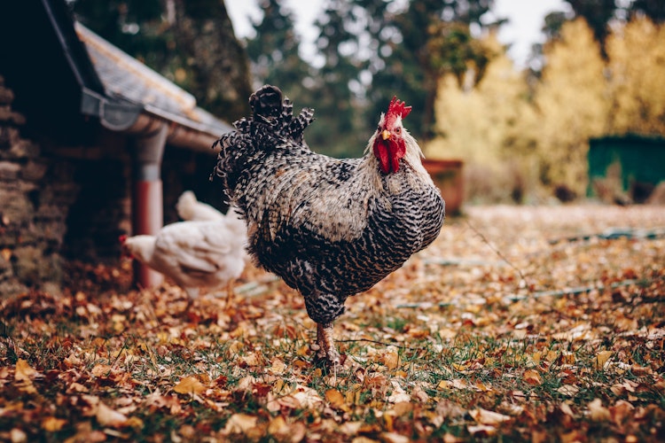 Photo of Chickens