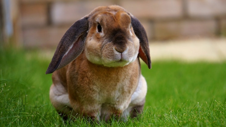 Photo of Rabbits