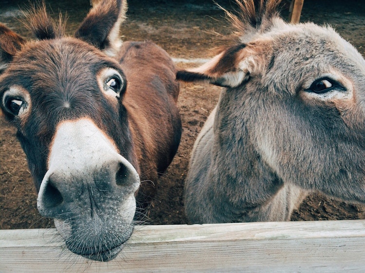Photo of Donkey