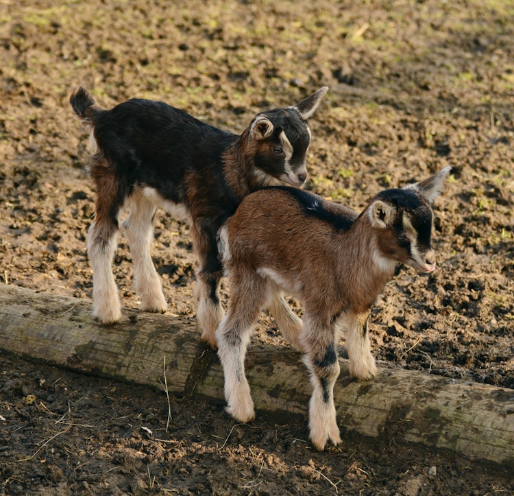 Photo of Goats