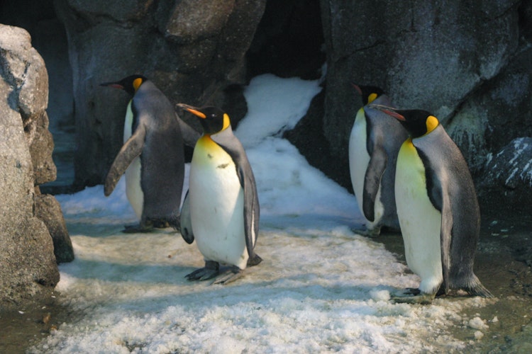 Photo of Penguins