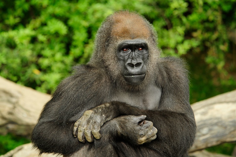 Photo of Gorilla, Western Lowland