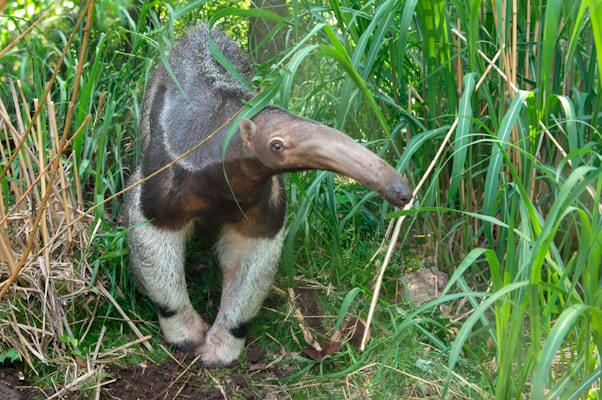 giant anteater eating ants