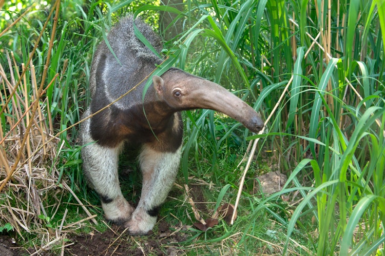 Photo of Giant Anteater