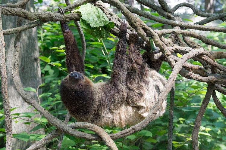 Photo of Sloth