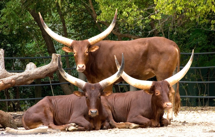 Photo of Ankole Cattle