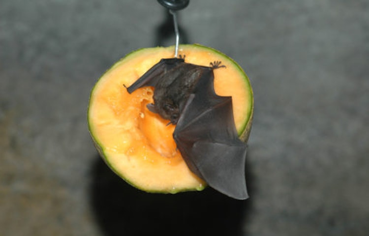 Photo of Seba’s Short-Tailed Bat