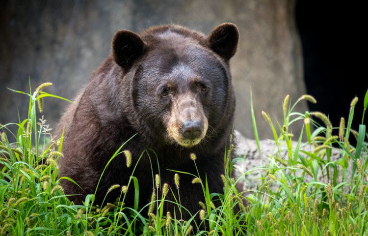 Photo of American Black Bear
