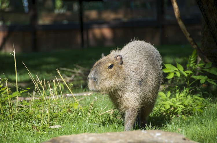 Photo of Capybara
