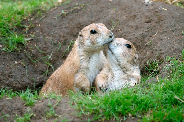 Photo of Prairie Dogs