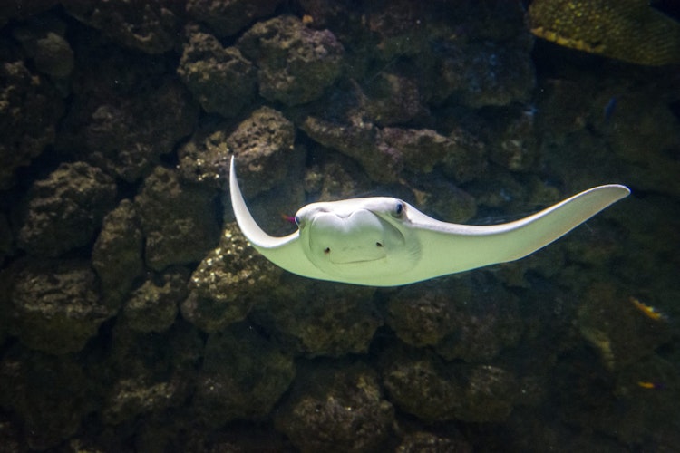 Photo of Cownose Ray