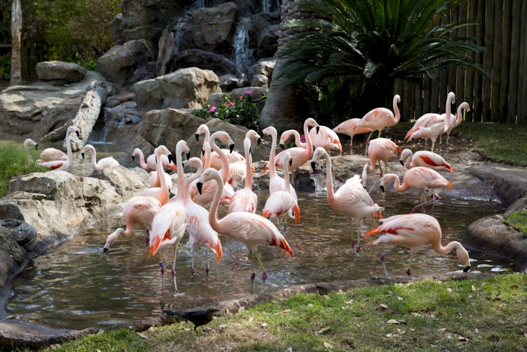 Photo of Chilean Flamingo
