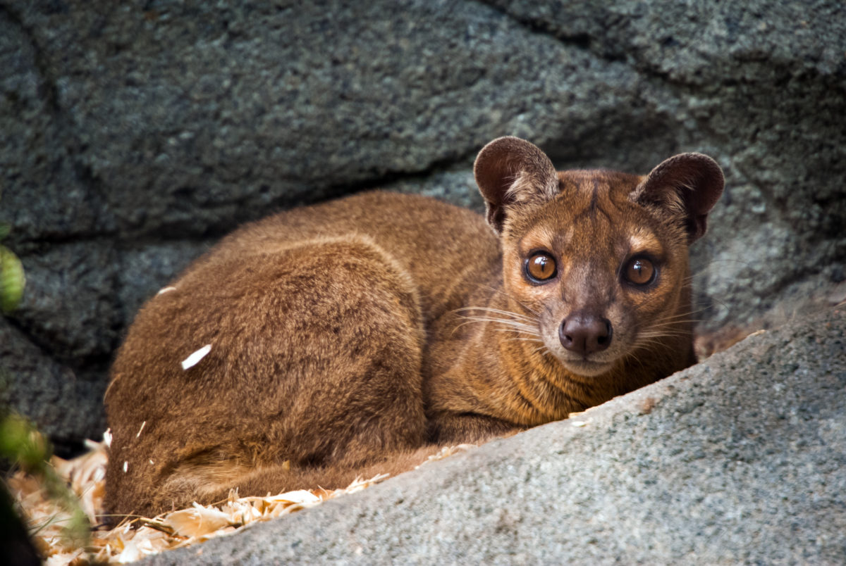 Fossa