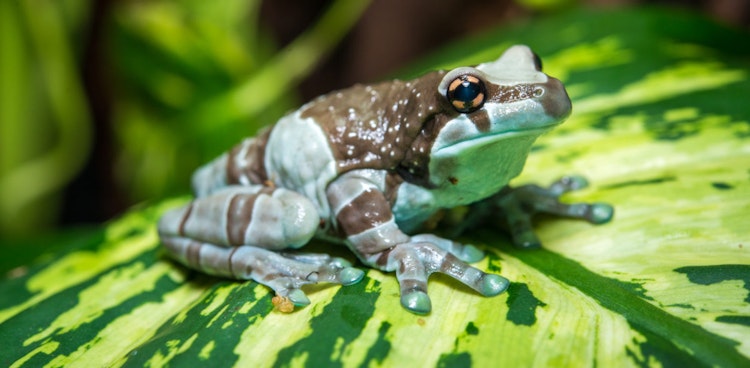 Photo of Amazon Milk Frog