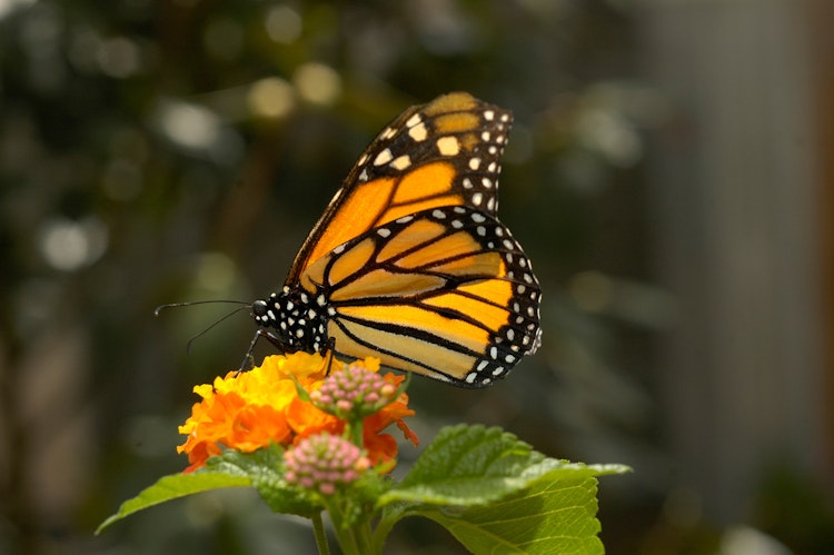 Photo of Monarch Butterfly