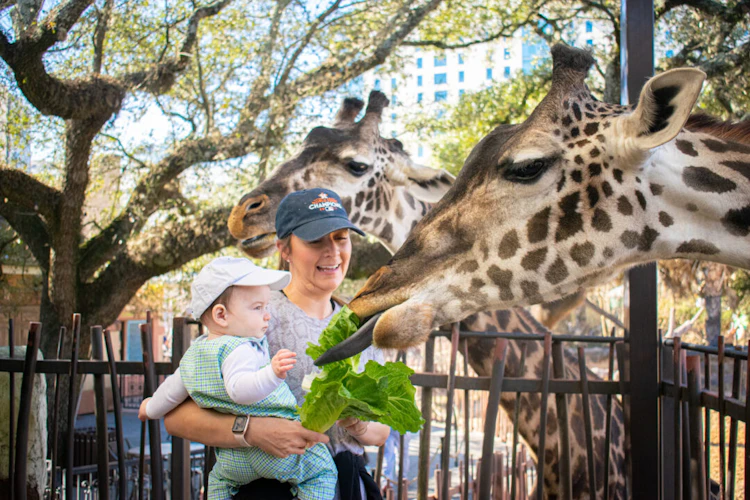 Photo of Giraffe Feeding