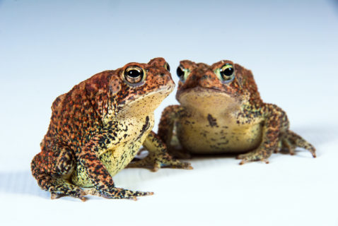 Houston Toad houston-toad